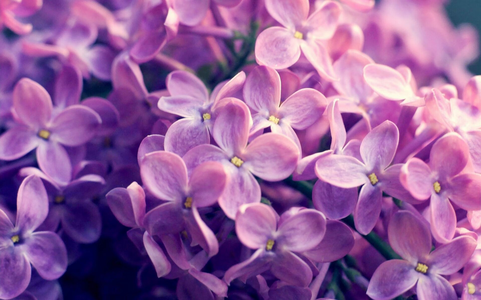 伊朗青少年马术选手在2024年全国青少年马术锦标赛中表现出色,获得多项荣誉。