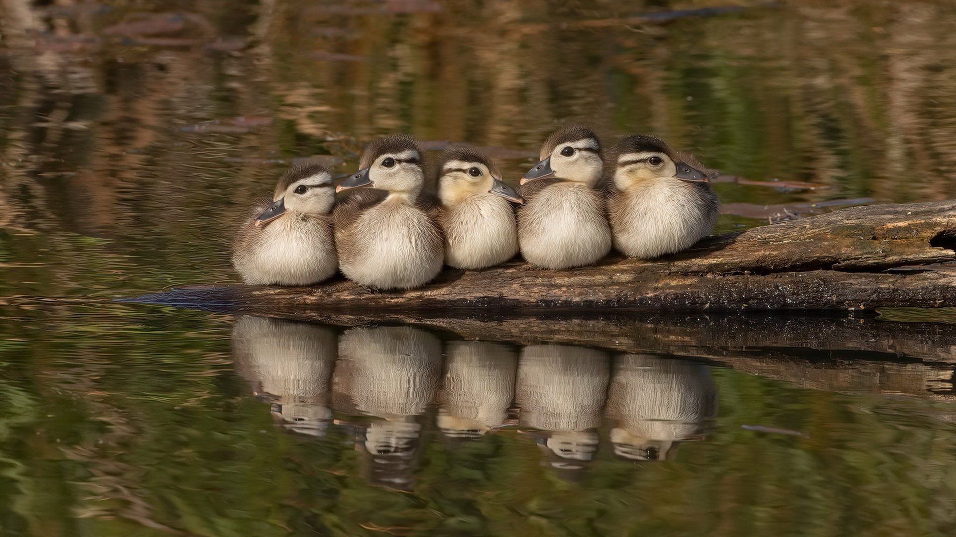 佛罗伦萨全队配合默契,追求更好成绩,佛罗伦萨队史最佳阵容