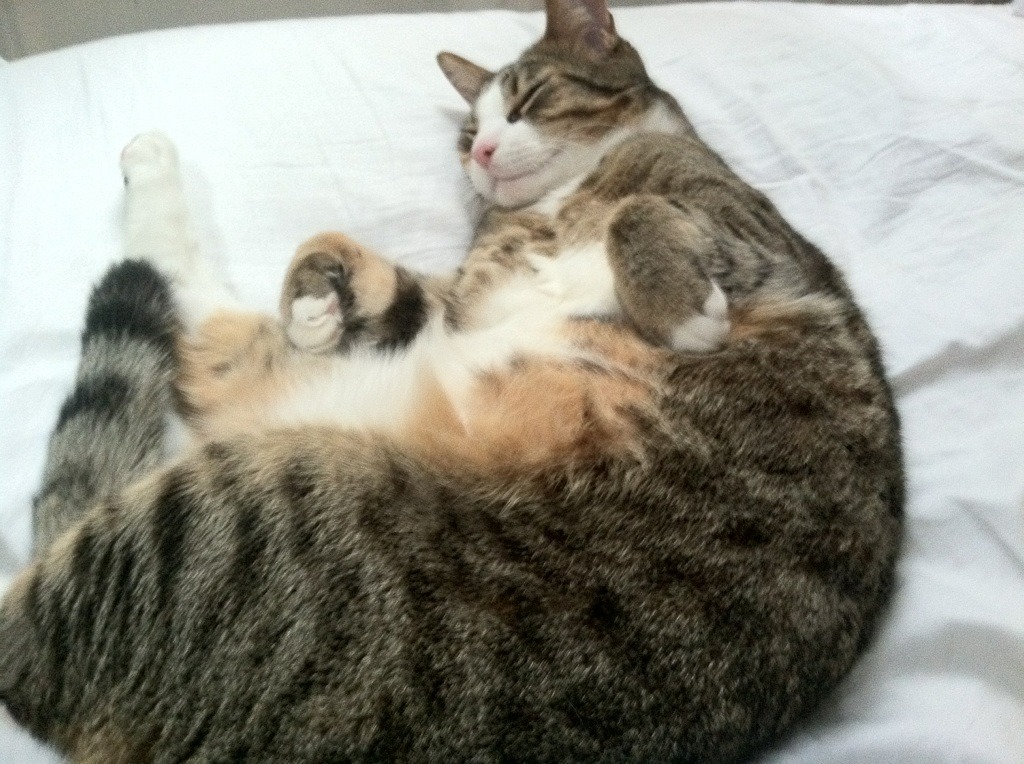 数字青训体系创新应用，个性化培养青少年未来潜力，数字青春