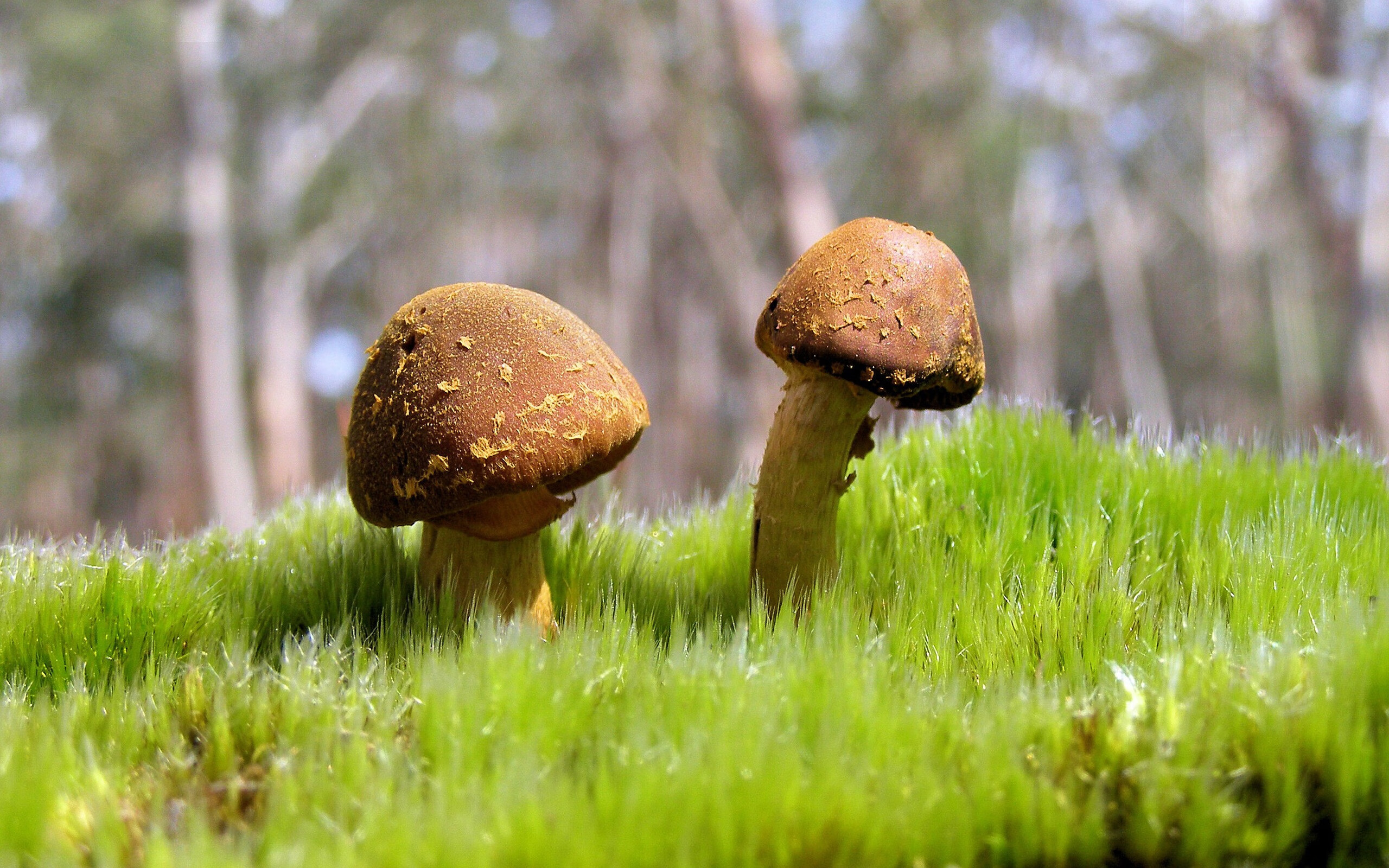 哈兰德连场破门，英超射手榜领跑者不可阻挡，哈兰德能否超越c罗